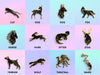 Magical Animals of Spells and Wizardry Thestral, Wand, Wolf, Terrier, Horse, Hare, Otter, Stag, Fox Dog Doe Ca